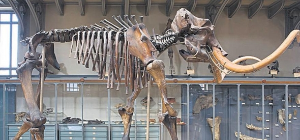 Ляхаўскі мамант, знойдзены К. А. Валасовічам (Нацыянальны музей гісторыі і прыроды ў Парыжы, Францыя). Крыніца ілюстрацыі: Комсомольская правда. – 2017. – 26 сентября (№180). – С. 10.