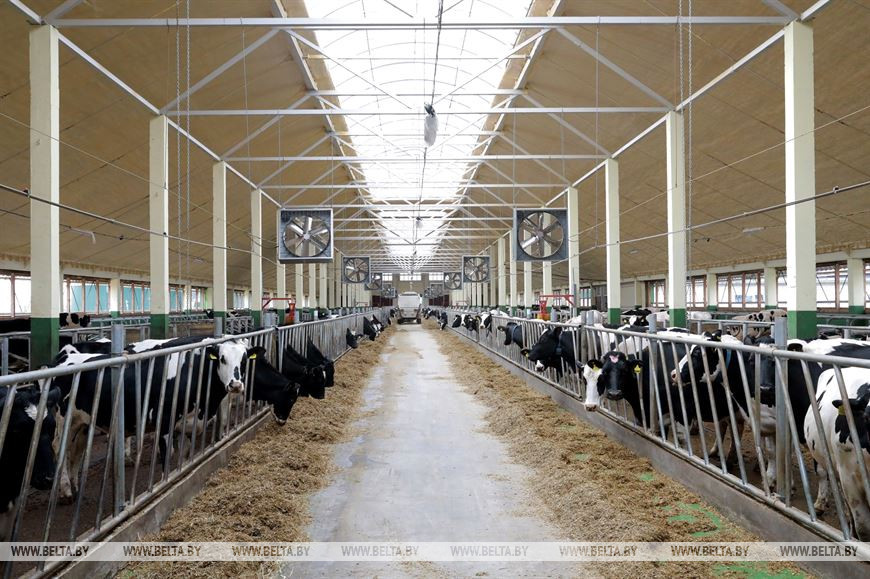 Молочнотоварная ферма ОАО "Рассвет им. К.П. Орловского". Источник иллюстрации: https://www.belta.by/regions/view/reportazh-legendarnyj-rassvet-gromkie-pobedy-serjeznye-vyzovy-i-sovremennaja-zhizn-396092-2020/