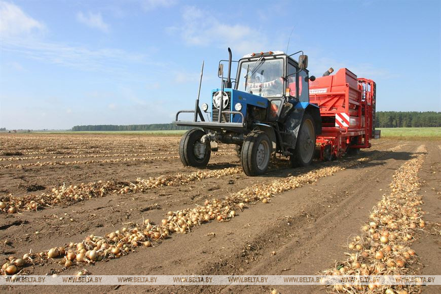 Уборка лука на полях ОАО "Рассвет им. К.П. Орловского". Источник иллюстрации: https://www.belta.by/regions/view/reportazh-legendarnyj-rassvet-gromkie-pobedy-serjeznye-vyzovy-i-sovremennaja-zhizn-396092-2020/