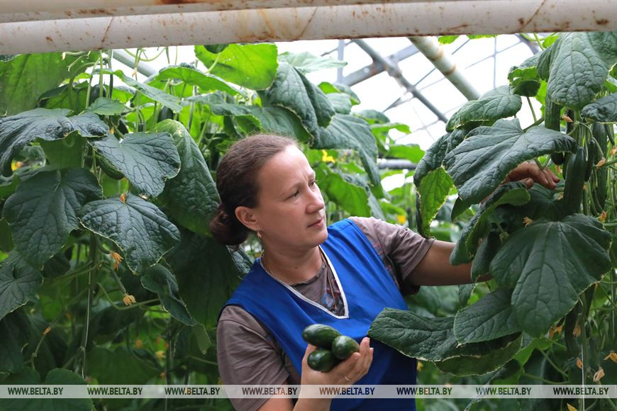 Сбор урожая в тепличном комбинате ОАО "Рассвет им. К.П. Орловского". Источник иллюстрации: https://www.belta.by/regions/view/reportazh-legendarnyj-rassvet-gromkie-pobedy-serjeznye-vyzovy-i-sovremennaja-zhizn-396092-2020/
