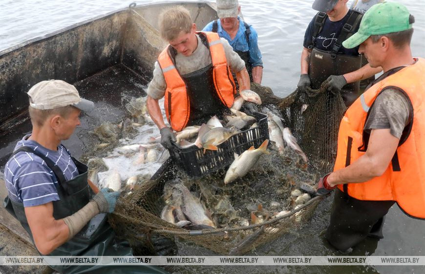 Улов в рыбном хозяйстве ОАО "Рассвет им. К.П. Орловского". Источник иллюстрации: https://www.belta.by/regions/view/reportazh-legendarnyj-rassvet-gromkie-pobedy-serjeznye-vyzovy-i-sovremennaja-zhizn-396092-2020/