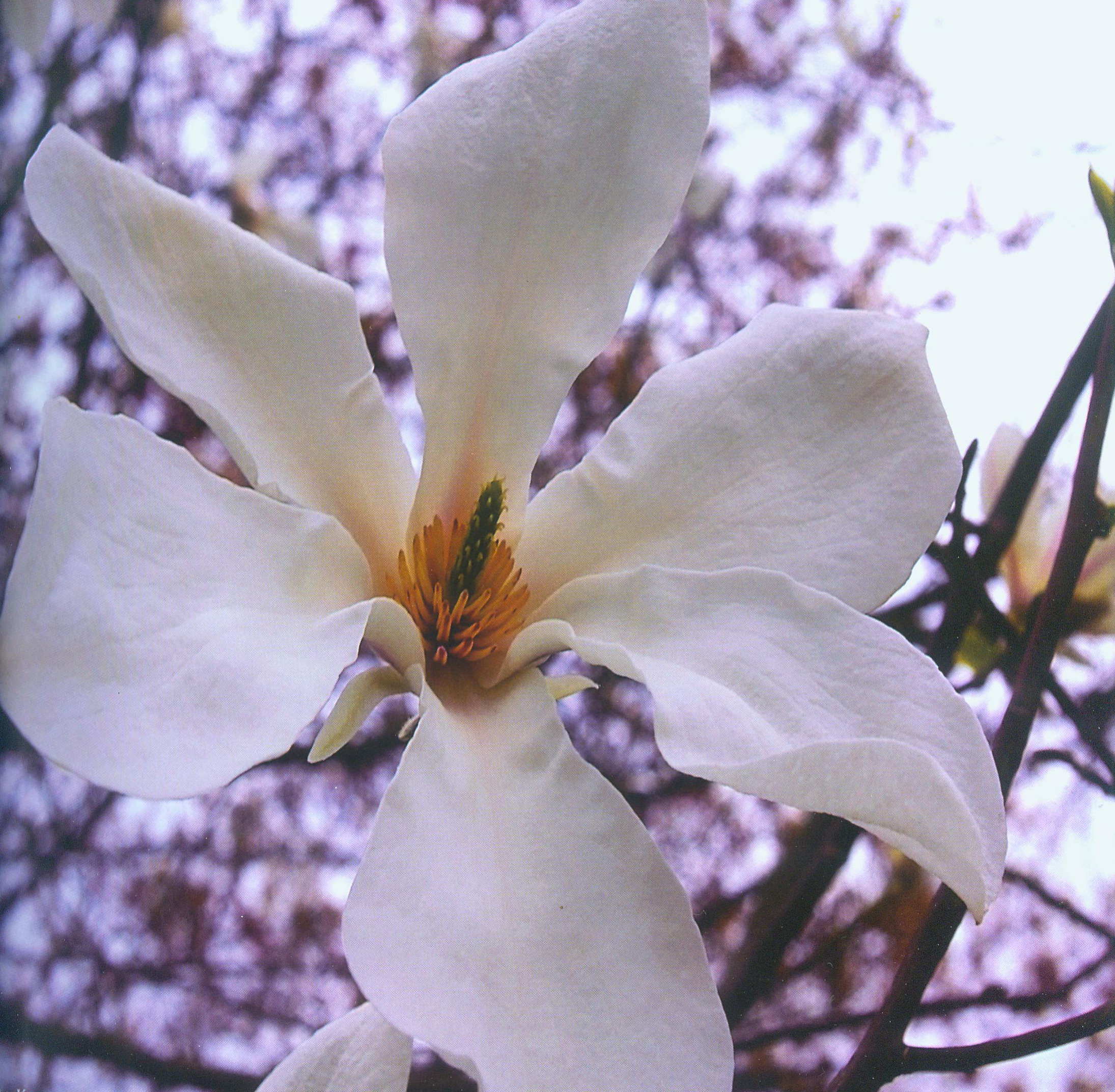 Магнолия кобуси. Источник иллюстрации: Сезоны в Ботаническом саду. Радуга круглый год / Центральный ботанический сад НАН Беларуси ; [А. Кручонок, В. Титок ; фото: Б. Аношенко и др.]. – Минск, 2012. – С. 11.