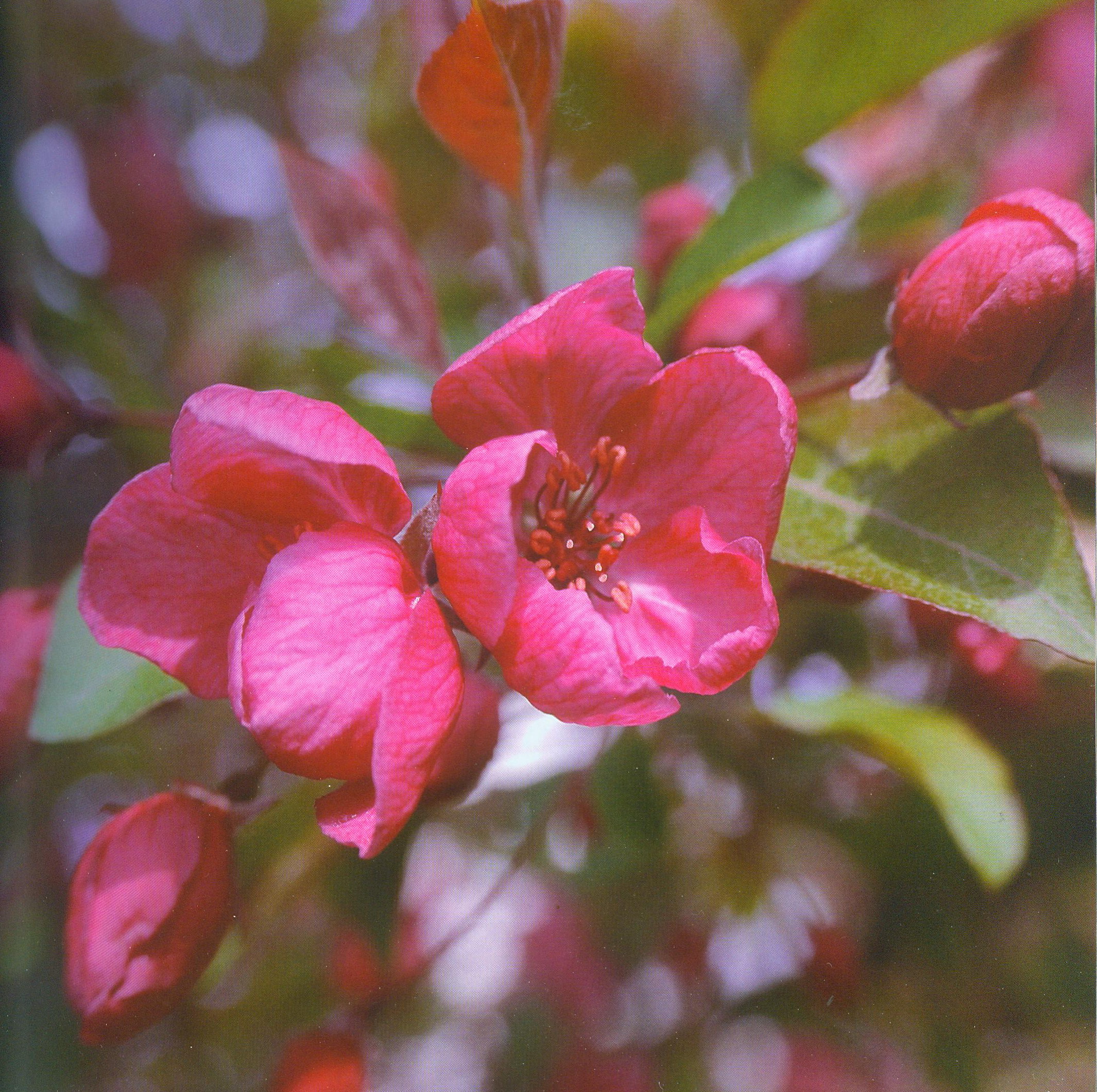 Яблоня пурпурная. Источник иллюстрации: Сезоны в Ботаническом саду. Радуга круглый год / Центральный ботанический сад НАН Беларуси ; [А. Кручонок, В. Титок ; фото: Б. Аношенко и др.]. – Минск, 2012. – С. 21.