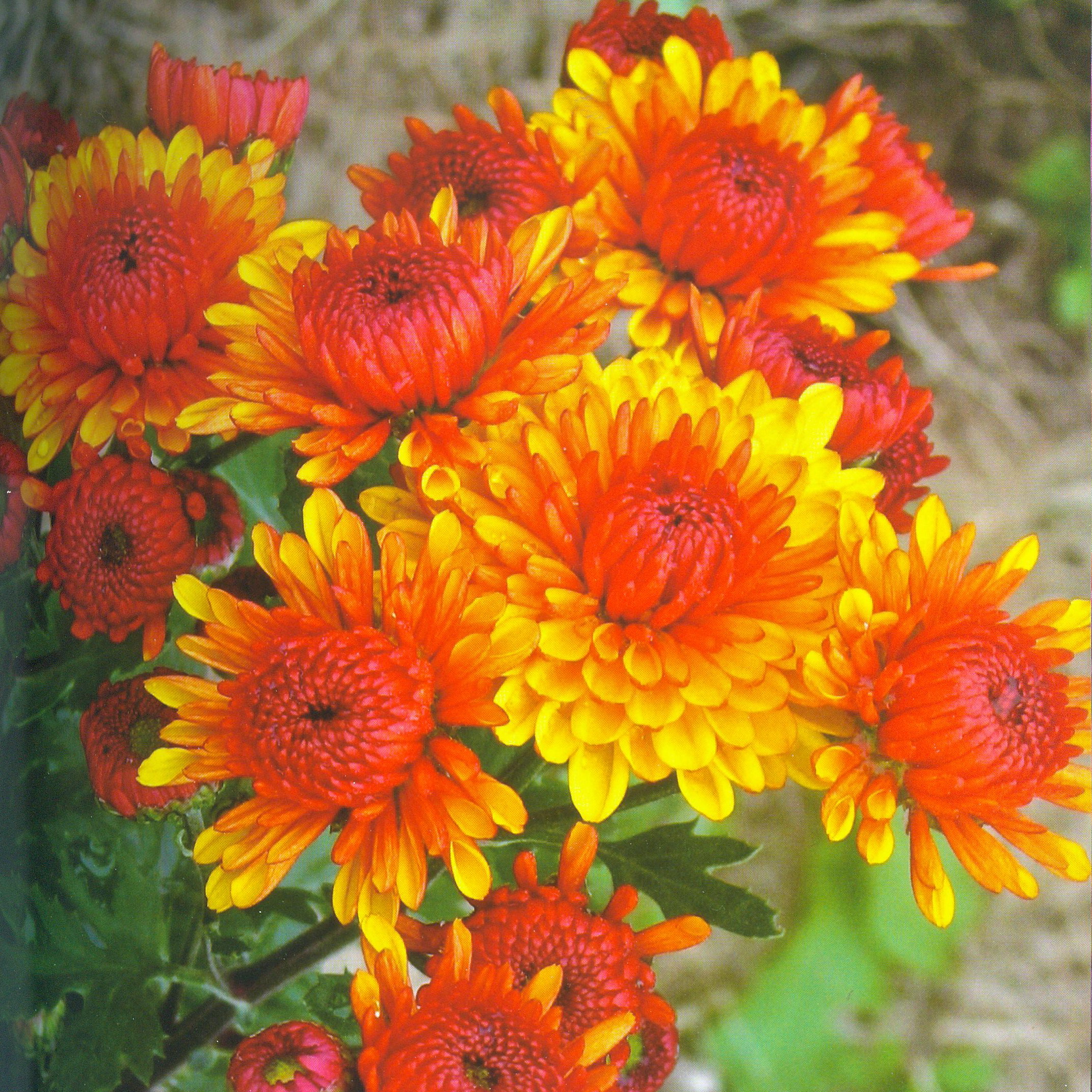 Хризантема корейская. Источник иллюстрации: Сезоны в Ботаническом саду. Радуга круглый год / Центральный ботанический сад НАН Беларуси ; [А. Кручонок, В. Титок ; фото: Б. Аношенко и др.]. – Минск, 2012. – С. 57.