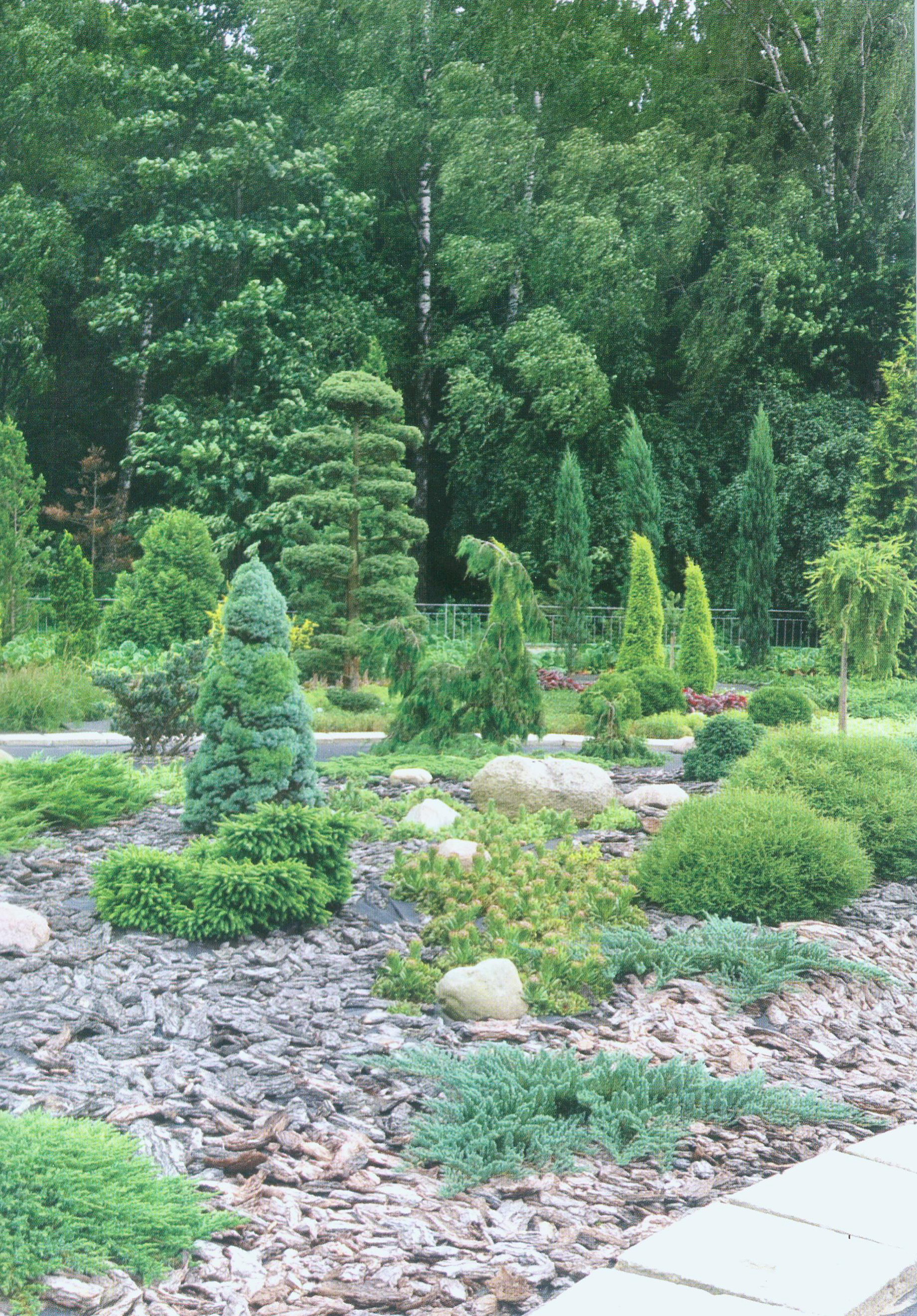 Источник иллюстрации: Центральный ботанический сад Национальной академии наук Беларуси = Central botanical garden of the National academy of sciences of Belarus / Национальная академия наук Беларуси, ГНПО "Научно-практический центр Национальной академии наук Беларуси по биоресурсам" ; [составители: И. К. Володько, Л. В. Гончарова] ; под общей редакцией В. В. Титка. – Минск, 2017. – Фронтиспис.