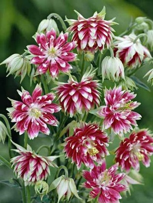 Аквилегия "Нора Барлоу". Источник иллюстрации: http://cbg.org.by/products/mnogoletnie-rasteniya/akvilegiya-nora-barlou