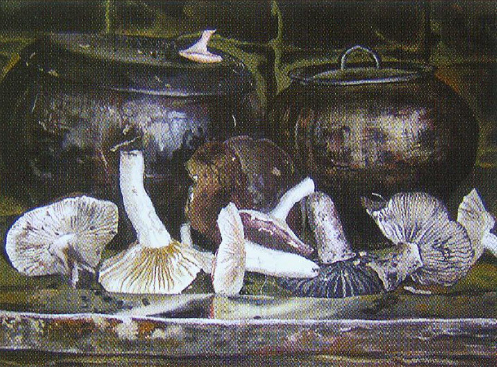 Журавовіч Ларыса Віктараўна