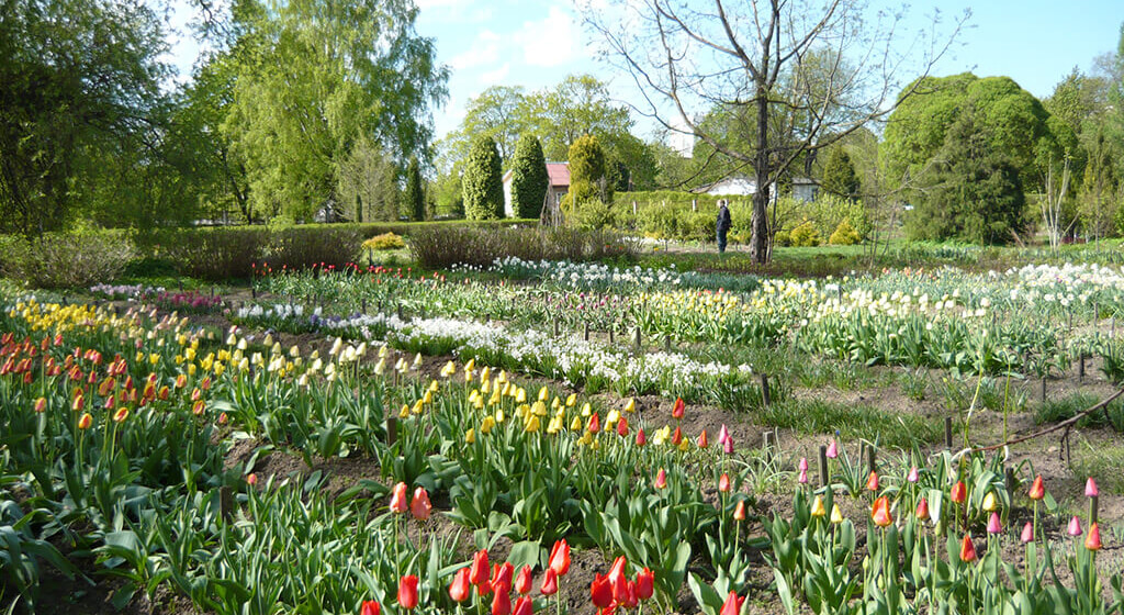 Батанічны сад Віцебскага дзяржаўнага ўніверсітэта імя П. М. Машэрава