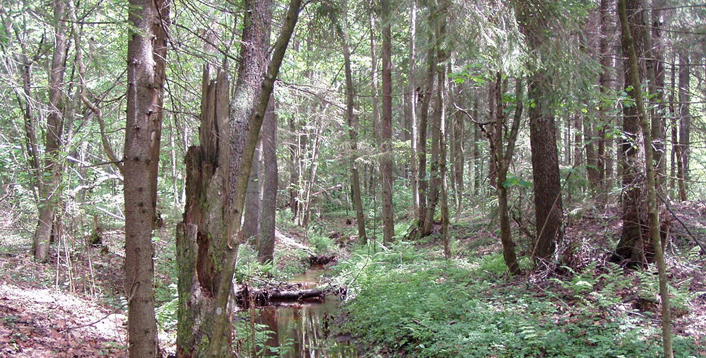 Купалаўскі, заказнік