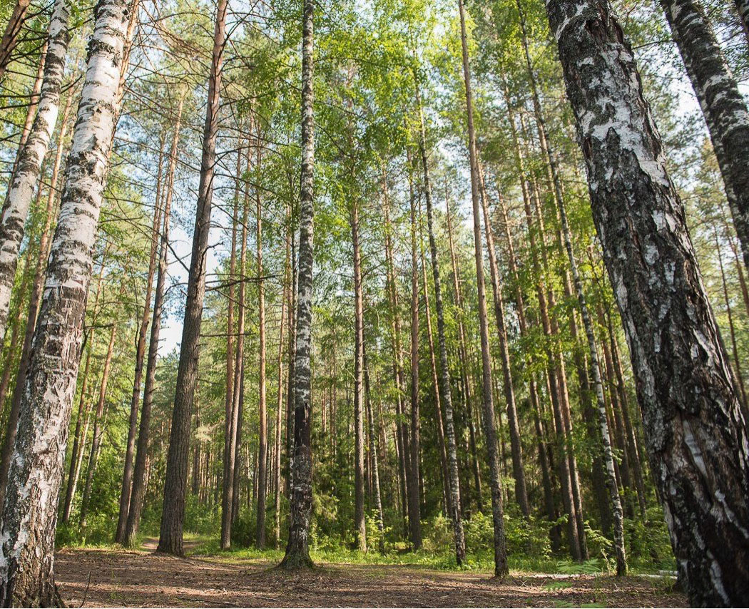 Борскі, заказнік