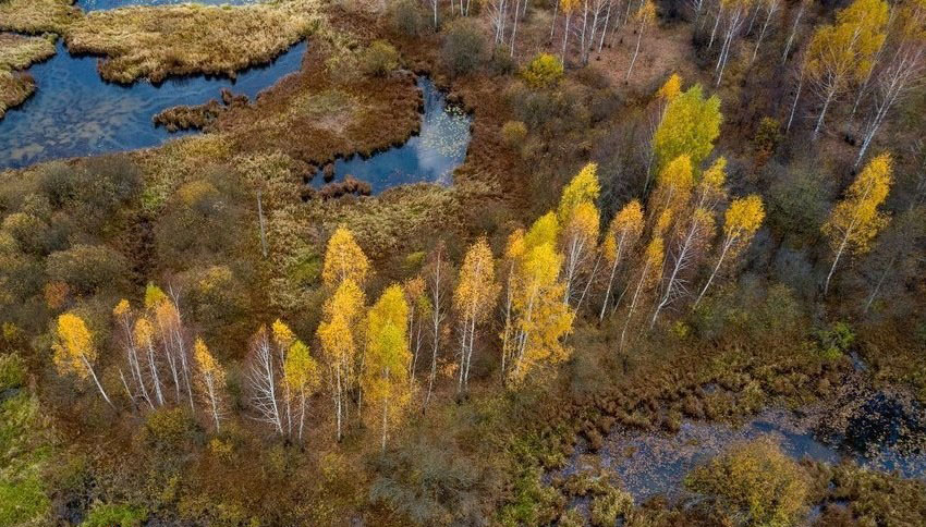 Бабінец, заказнік