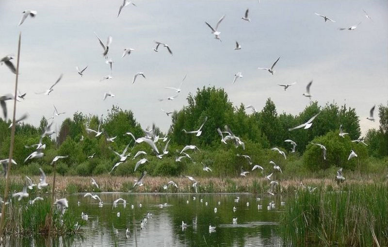 Букчанскі, заказнік