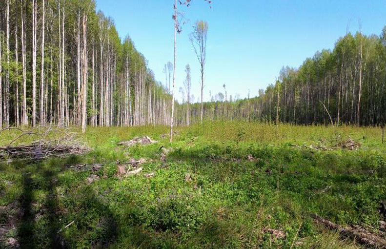 Сэрвач, заказнік