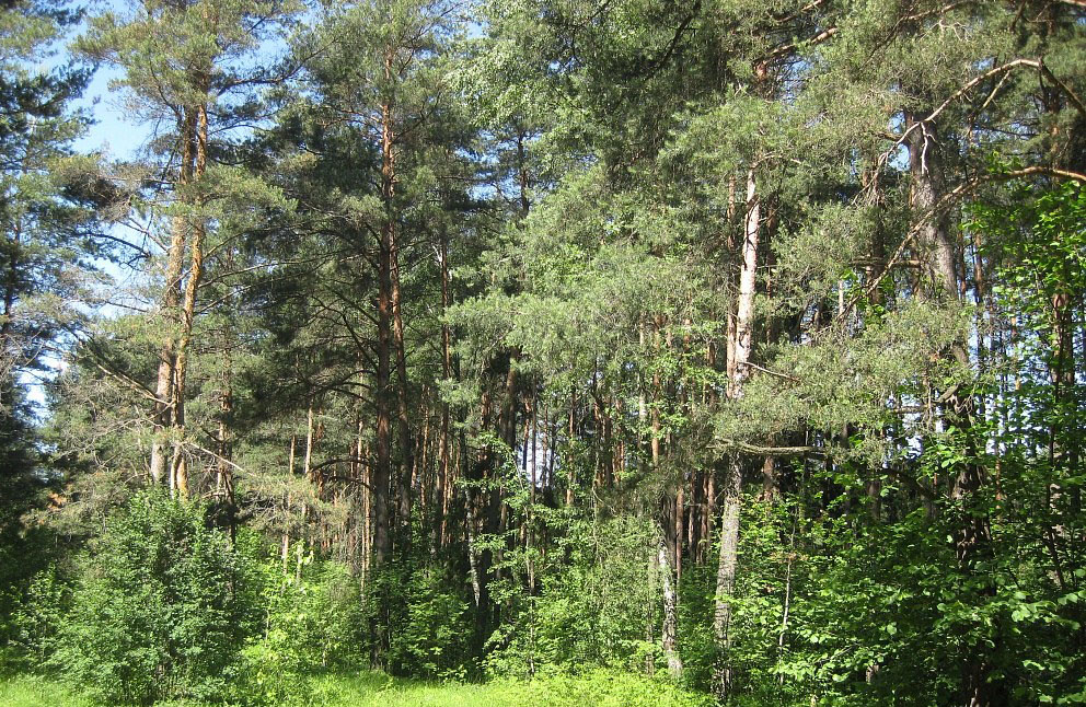 Сціклева, заказнік