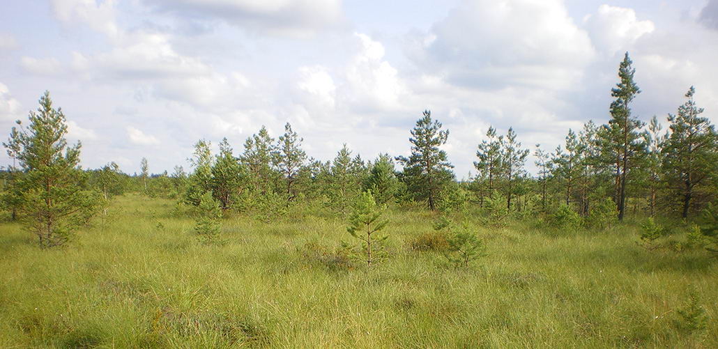 Стары Жадзен, заказнік