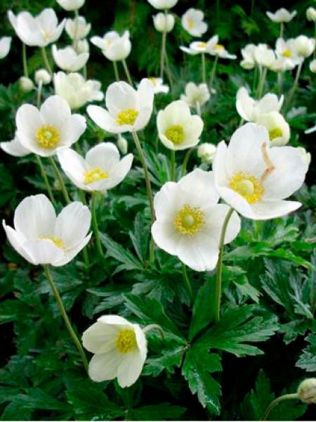 Пасынкі, заказнік