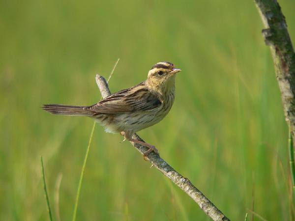 Вяртлявая чарацянка. Крыніца ілюстрацыі: https://iba.ptushki.org/be/species/245