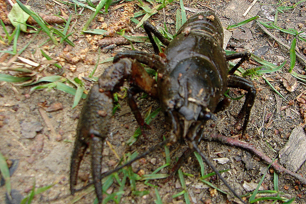 Рак шыракапальцы. Крыніца ілюстрацыі: https://wildlife.by/science/blogs/krasnoknizhnomu-shirokopalomu-raku-zelenyy-svet/?ysclid=llc2uqd0p6875091592