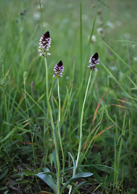 Ятрышнік абпалены. Крыніца ілюстрацыі: https://www.binran.ru/resursy/informatsionnyye-resursy/tekuschie-proekty/botatlas/?ID=1575 