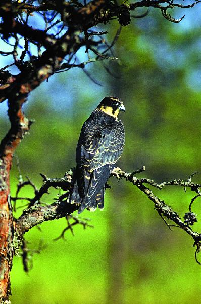 Сокал-кабец. Крыніца ілюстрацыі: https://wildlifebelarus.org/bird/96.html?ysclid=lmosdzivp9610563700