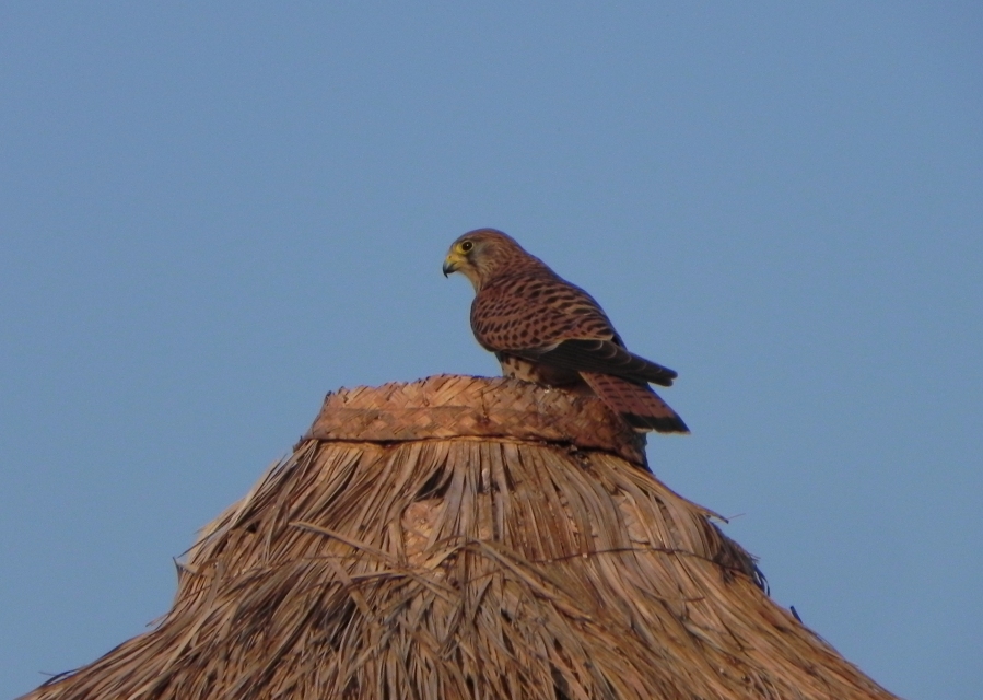 Пустальга звычайная. Крыніца ілюстрацыі: https://birdwatch.by/gallery/harrier/%D0%BF%D1%83%D1%81%D1%82%D0%B0%D0%BB%D1%8C%D0%B3%D0%B0-%D1%9E-%D0%B5%D0%B3%D1%96%D0%BF%D1%86%D0%B5 