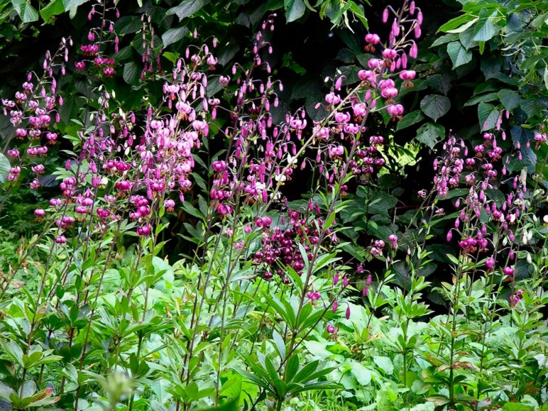 Лілея кучаравістая. Крыніца ілюстрацыі: https://www.cbg.org.by/ecotrail/kollekciya-redkikh-i-ischezayuschikh-vidov-prirodnoy-flory-belarusi/liliya-kudrevataya