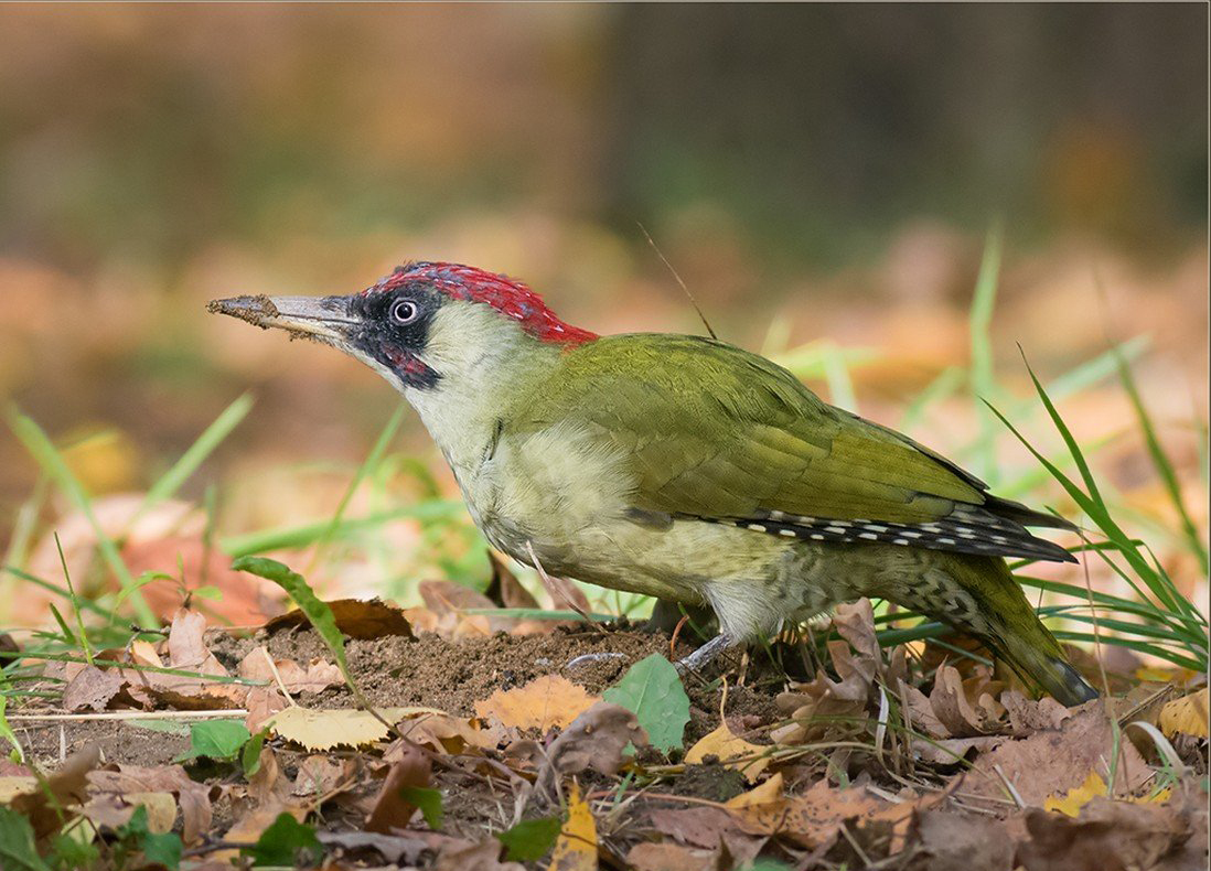 Дзяцел зялёны. Крыніца ілюстрацыі: https://wildlife.by/ecology/articles/takie-raznye-dyatly/?ysclid=ln1pk4zz5p693303385