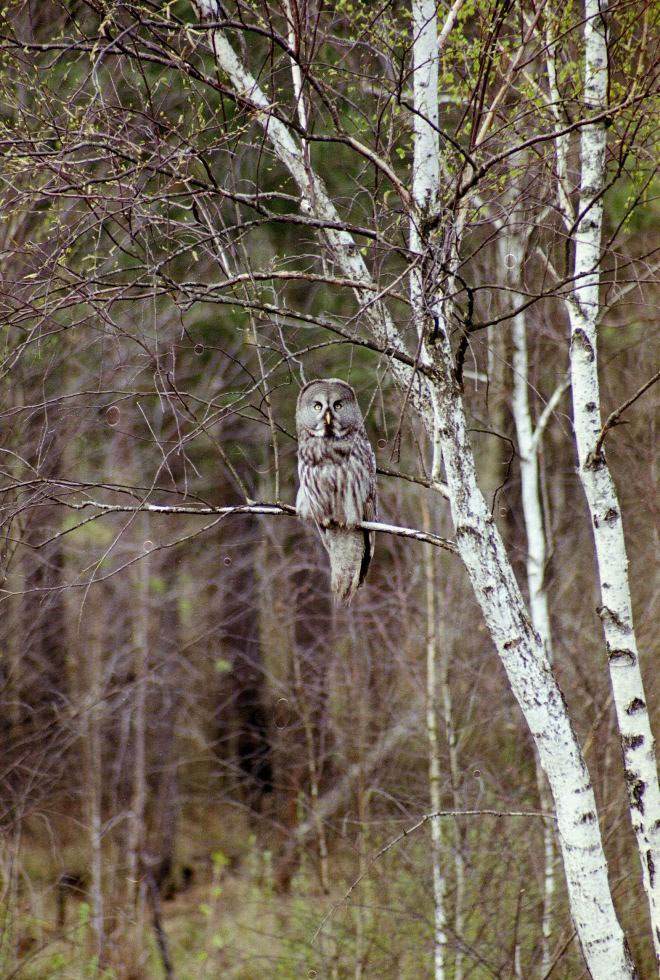 Барадатая кугакаўка. Крыніца ілюстрацыі: https://birdwatch.by/news/8575 