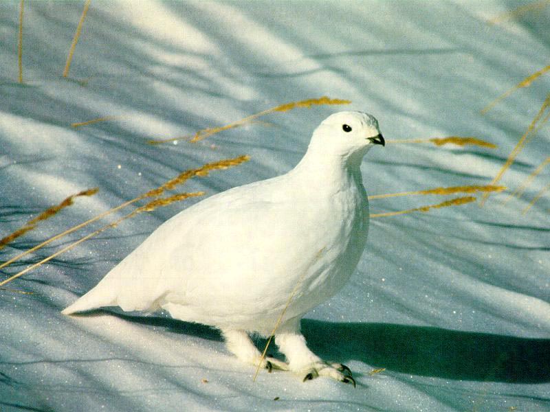 Курапатка белая. Крыніца ілюстрацыі: https://wildlife.by/ecology/articles/Belaya%20kuropatka/?ysclid=ln8nzy9f5m21572385