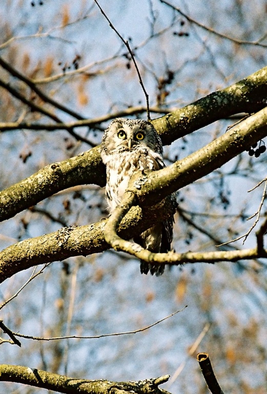 Сыч касманогі. Крыніца ілюстрацыі: https://birdwatch.by/index.php/gallery/yanushevichvladimir/%D1%81%D0%B0%D0%B2%D0%B0