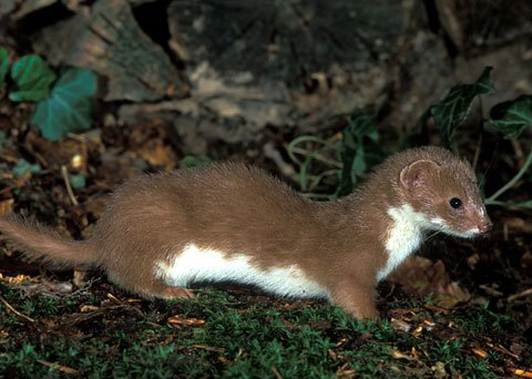 Ласка. Крыніца ілюстрацыі: https://wildlife.by/ecology/articles/Laska%20i%20gornostay%3A%20malenykie%2C%20svirepie%2C%20blagorodnie/?ysclid=ln9xzrt75a834849491