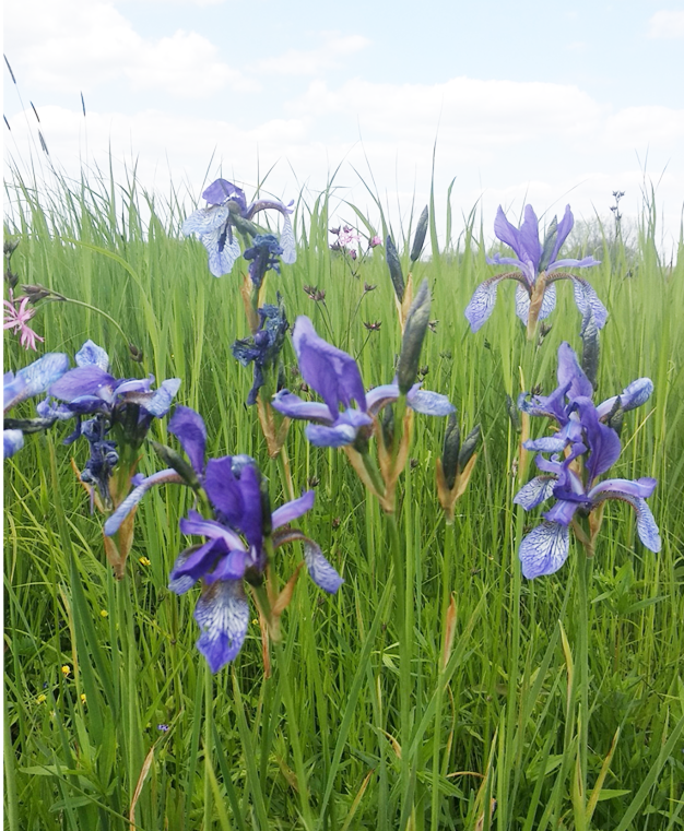 Касач сібірскі. Крыніца ілюстрацыі: https://www.greencross.by/ru/node/34029