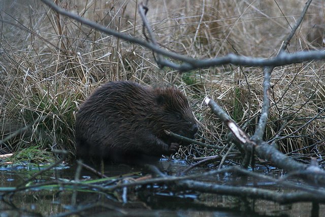 Бабёр. Крыніца ілюстрацыі: https://wildlife.by/ecology/articles/Sovremennoe%20sostoyanie%20rechnogo%20bobra%20v%20Belarusi/?ysclid=lna0mikpvg641531008