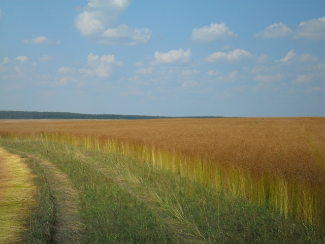 Хоцімскі льнозавод, ААТ