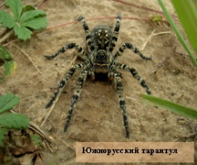 Источник иллюстрации: http://www.zapovednik.by/