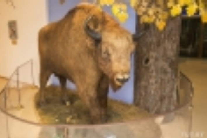 Крыніца ілюстрацыі: http://museums.by/muzei/muzei-g-bresta-i-brestskoy-oblasti/muzey-prirody-v-belovezhskoy-pushche/